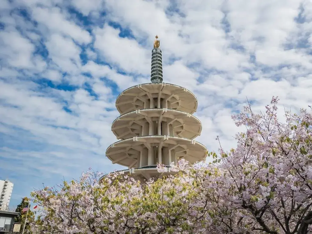 Cherry blossoms in SF's Japantown