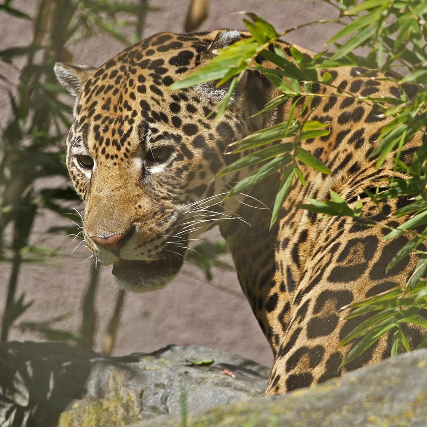 Zoo in San Francisco