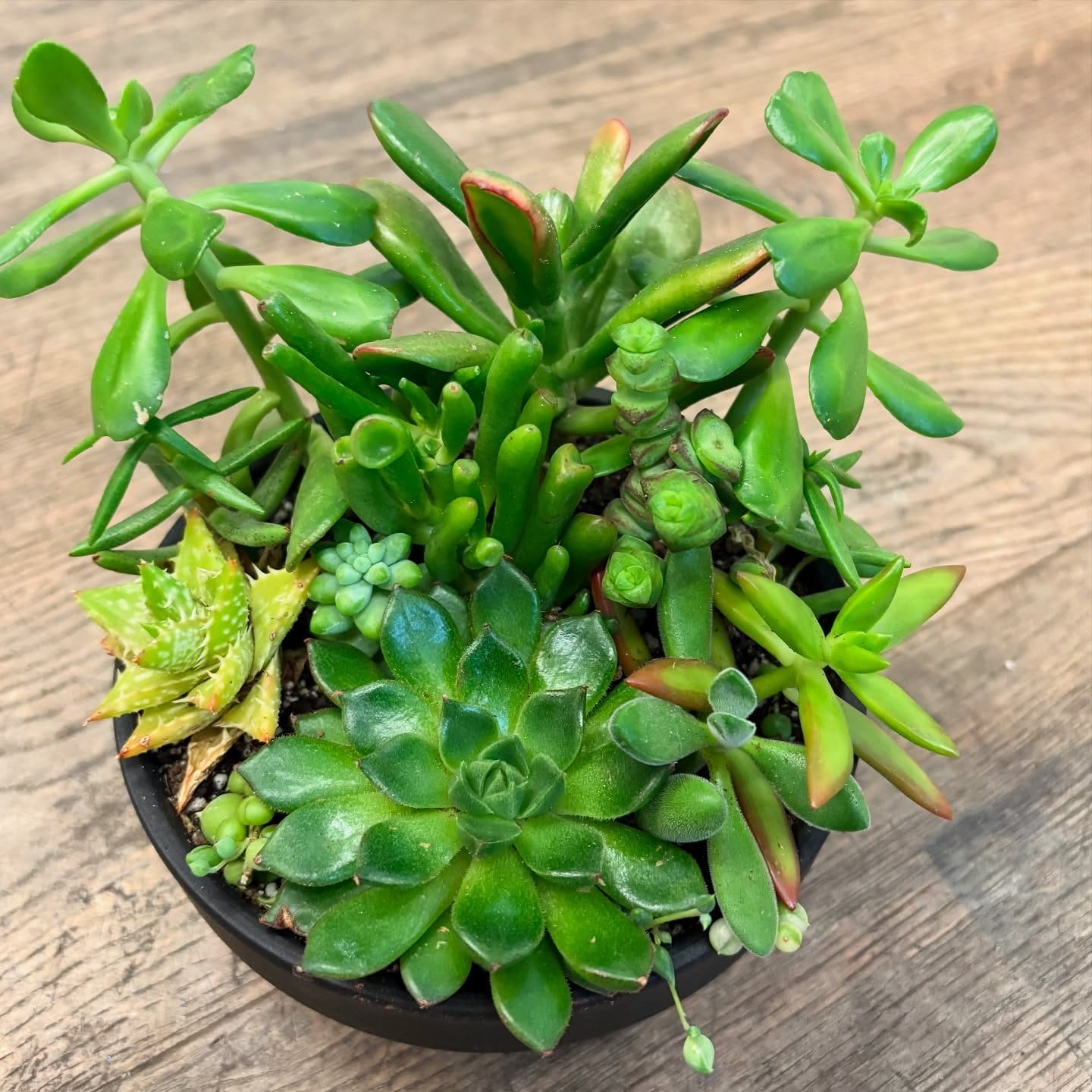 Succulent Garden Workshop