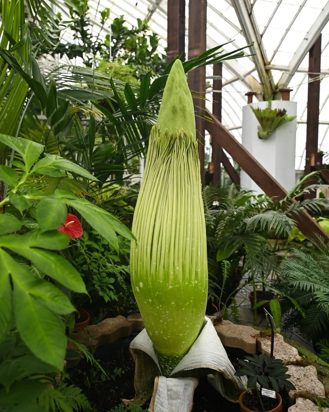Rare Corpse Flower ‘Chanel’ Set to Bloom This Week in San Francisco; Watch It Live!