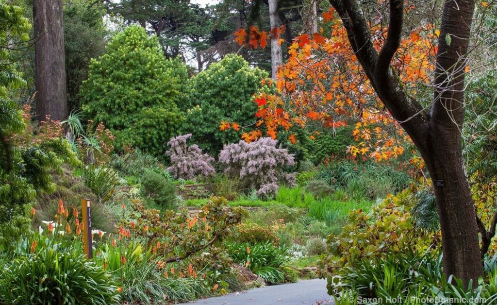 San Francisco Botanical Garden in Fall San Francisco