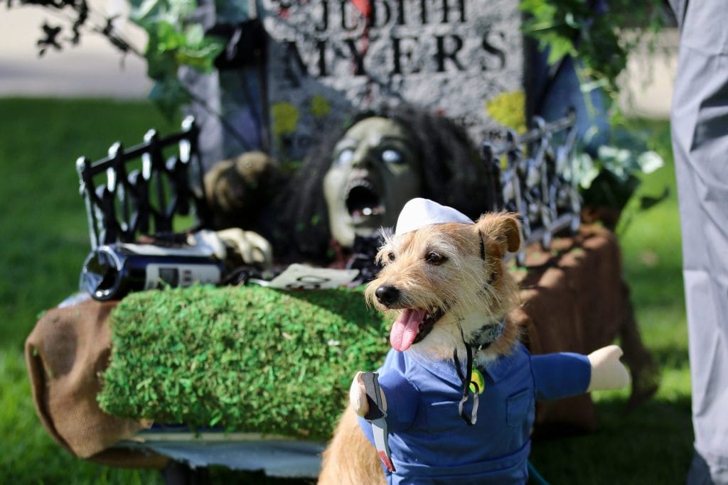 Howl-O-Ween Dog Parade at Duboce Park San Francisco
