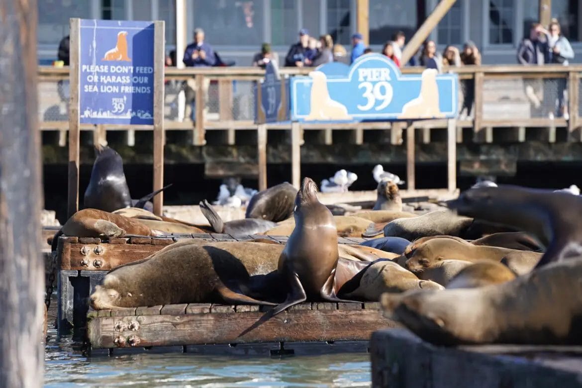 Pier 39 Sea Lion Viewing & Holiday Stroll