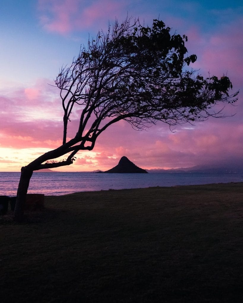 Sunset view with tree silhouette in Honolulu Hawaii tropical destination