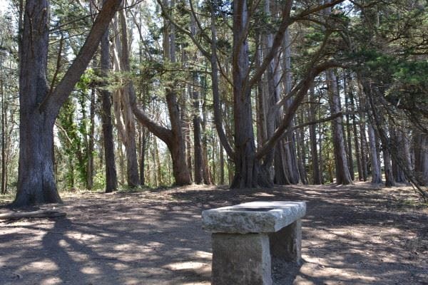 Dog-friendly trails at Mclaren park