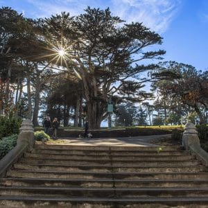 Dog-Friendly San Francisco: The Best parks, cafes and trails