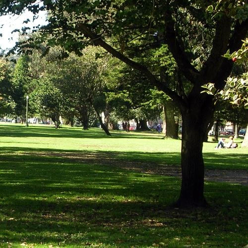 Take your furry friend to golden gate park