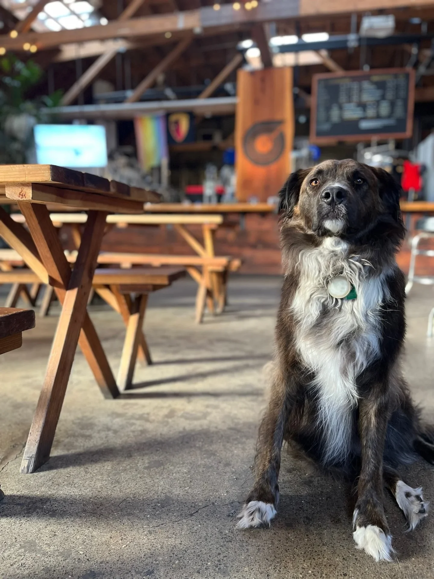 Dog-Friendly patio at Standard deviant brewing