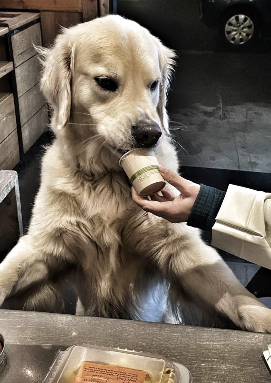 Dog-friendly patio at Piccino
