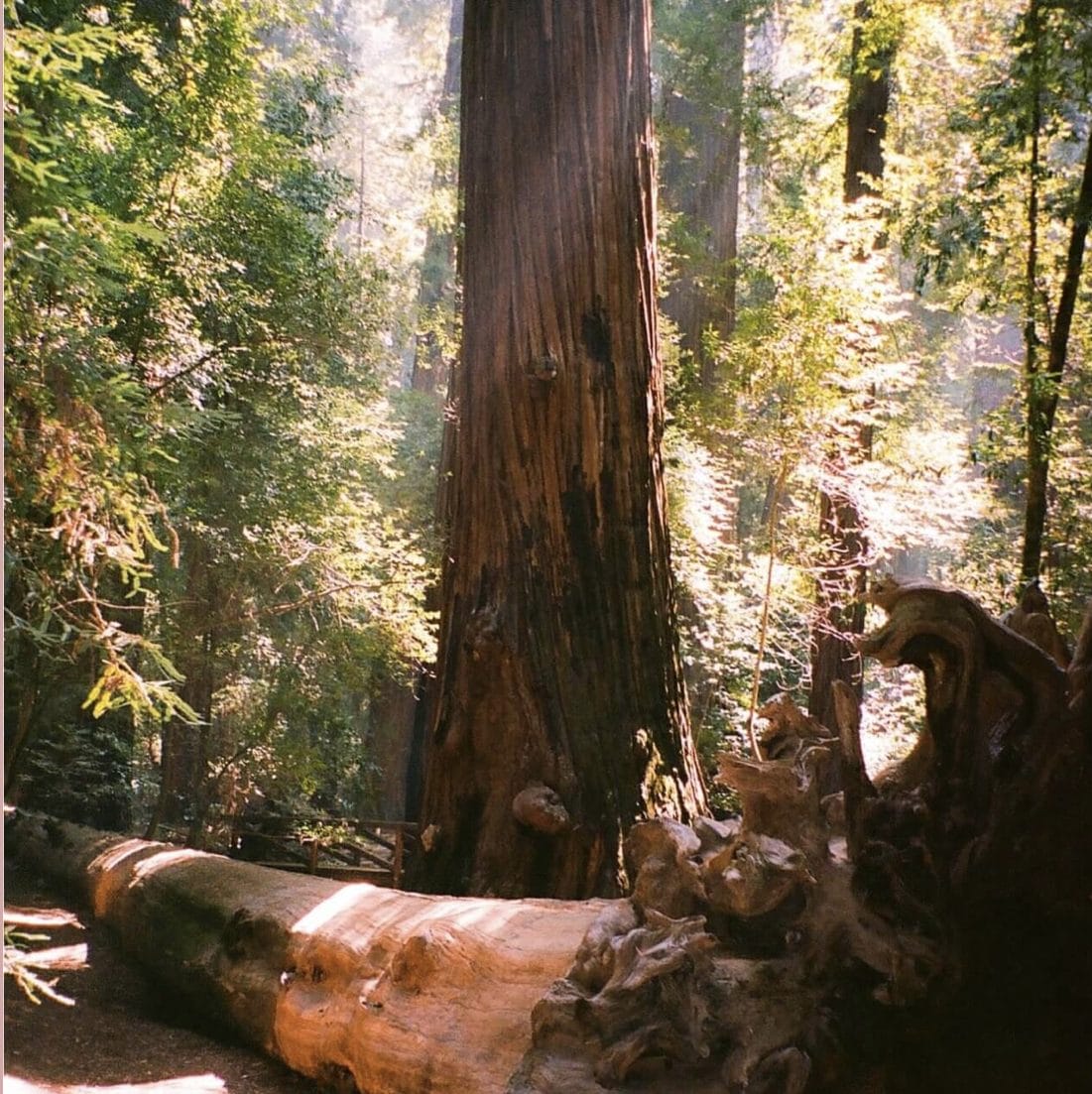 Mendocino one of various road trips take this Father's Day.