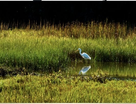 Tomales bay