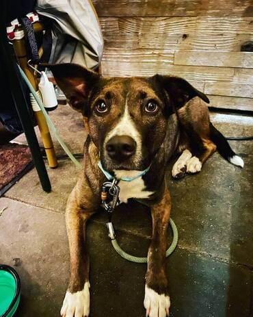 Dog-friendly patio at Zazie