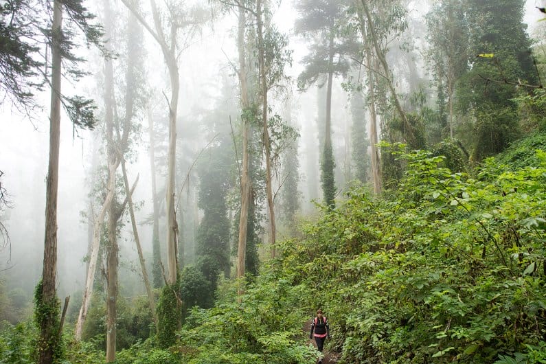 Dog-friendly trials at Mount Sutro Space Reserve
