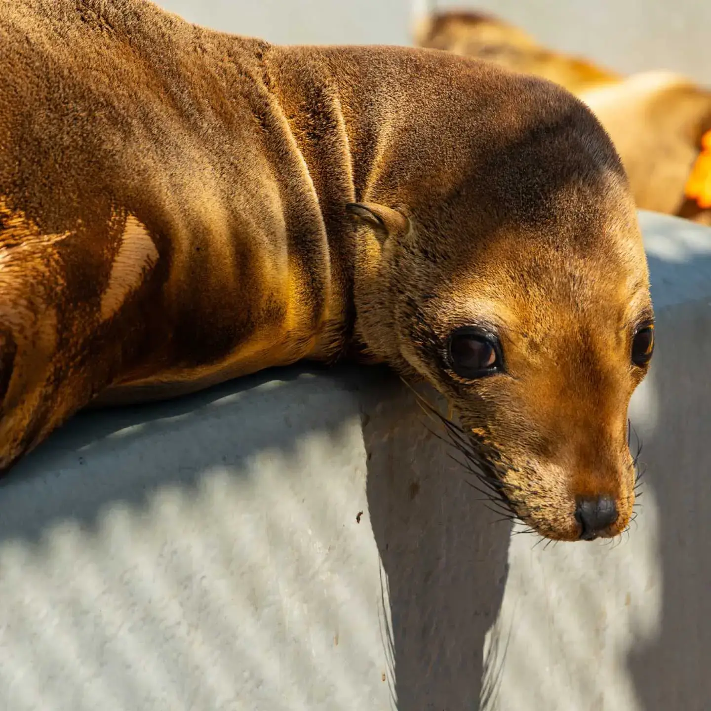 Father-son trip to the marine mammal centre